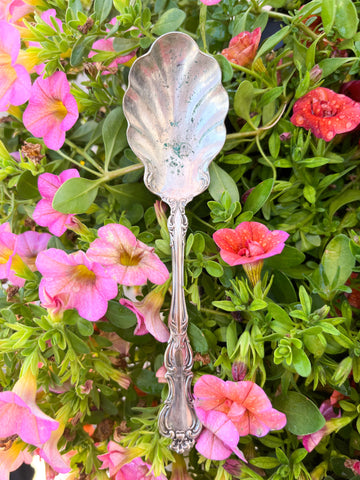Ornate Scalloped Sugar Spoon